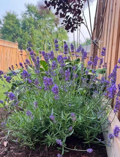 薰衣草播种时间和方法？薰衣草种子播种时间？-第3张图片-优品飞百科