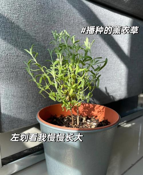 薰衣草播种时间和方法？薰衣草种子播种时间？-第5张图片-优品飞百科