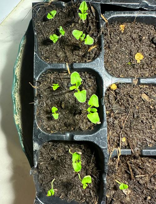 薰衣草播种时间和方法？薰衣草种子播种时间？-第6张图片-优品飞百科