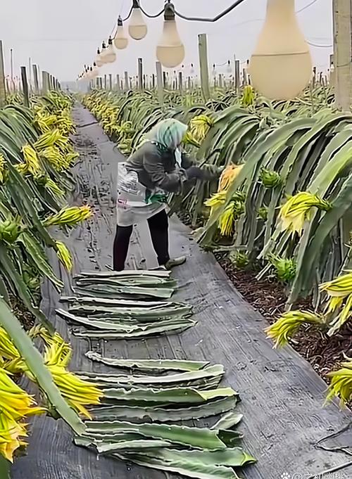 火龙果的扦插季节？火龙果扦插种植多久可以结果？