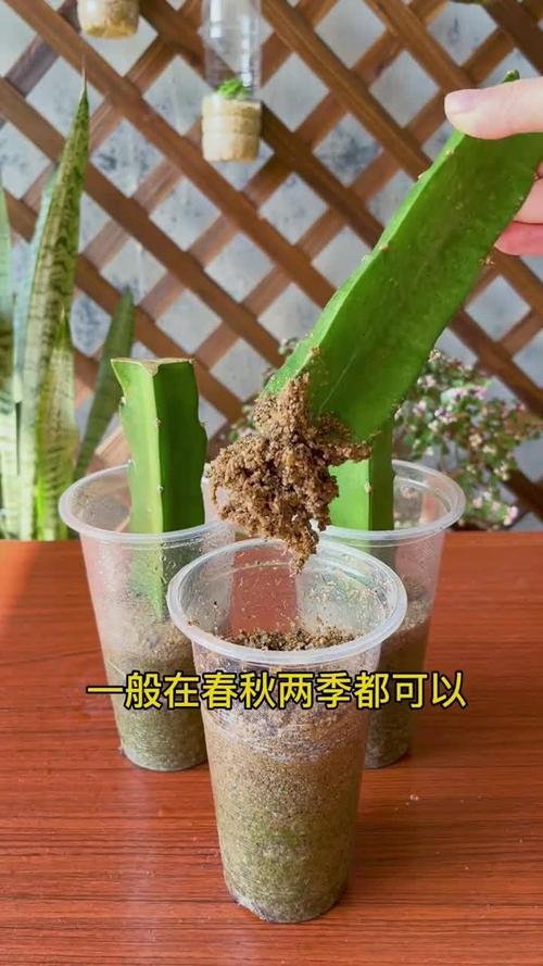 火龙果的扦插季节？火龙果扦插种植多久可以结果？-第2张图片-优品飞百科