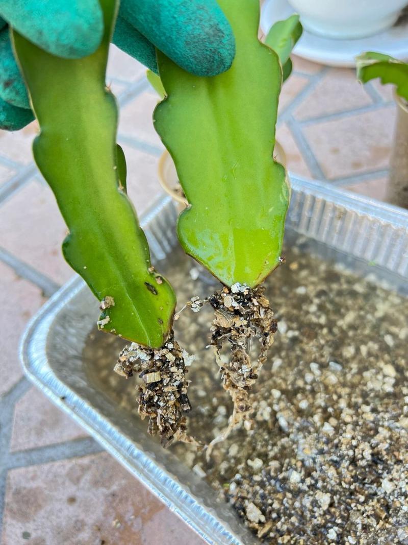 火龙果的扦插季节？火龙果扦插种植多久可以结果？-第3张图片-优品飞百科