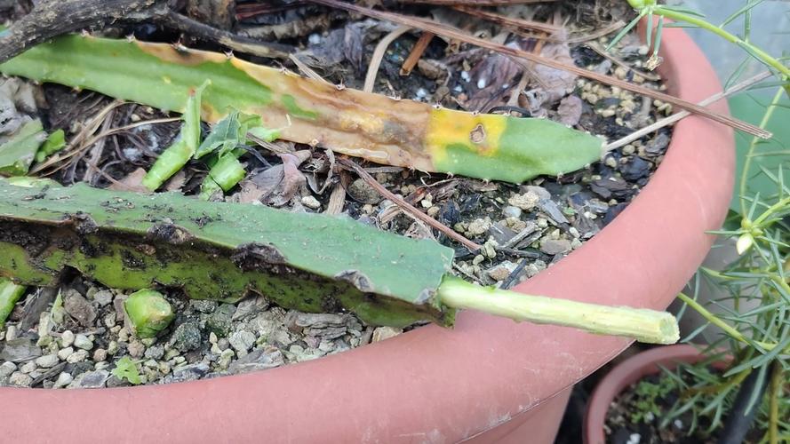 火龙果的扦插季节？火龙果扦插种植多久可以结果？-第4张图片-优品飞百科