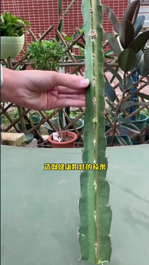 火龙果的扦插季节？火龙果扦插种植多久可以结果？-第5张图片-优品飞百科