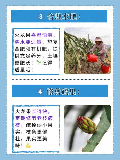 火龙果的扦插季节？火龙果扦插种植多久可以结果？-第6张图片-优品飞百科