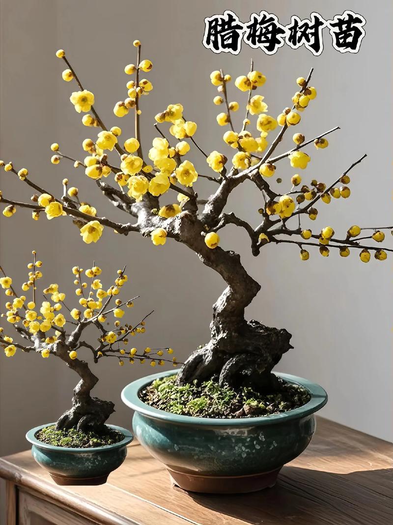 腊梅枝条能插活吗？腊梅枝条能插活吗冬天？