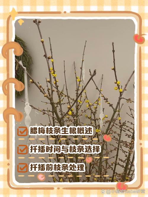 腊梅枝条能插活吗？腊梅枝条能插活吗冬天？-第2张图片-优品飞百科