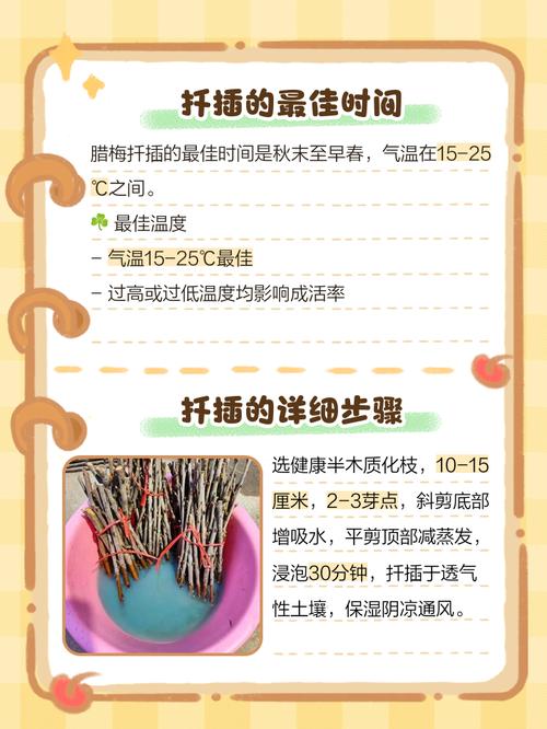 腊梅枝条能插活吗？腊梅枝条能插活吗冬天？-第3张图片-优品飞百科