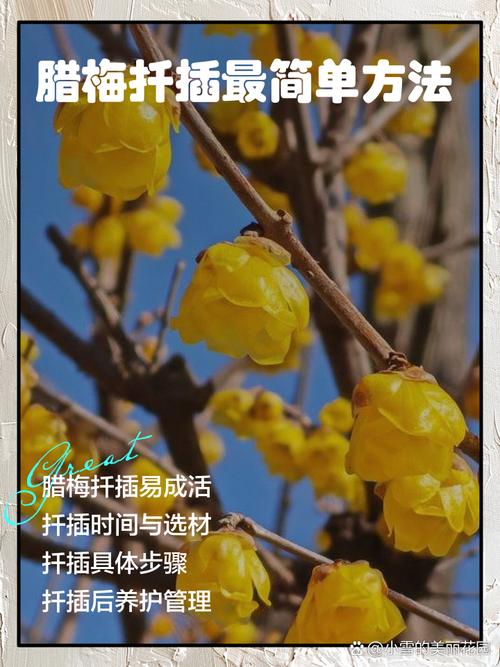 腊梅枝条能插活吗？腊梅枝条能插活吗冬天？-第4张图片-优品飞百科