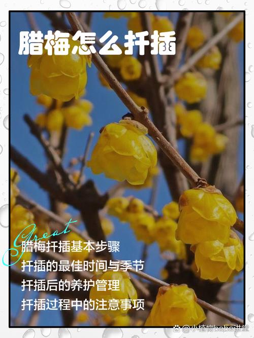 腊梅枝条能插活吗？腊梅枝条能插活吗冬天？-第5张图片-优品飞百科