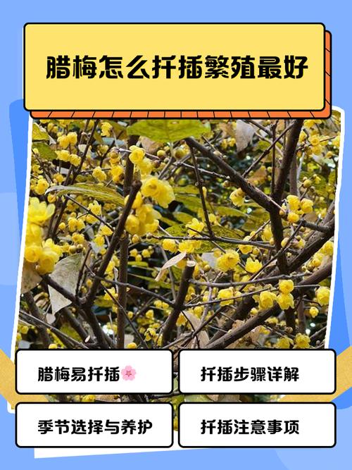 腊梅枝条能插活吗？腊梅枝条能插活吗冬天？-第6张图片-优品飞百科