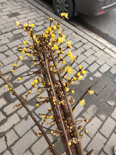腊梅枝条能插活吗？腊梅枝条能插活吗冬天？-第7张图片-优品飞百科