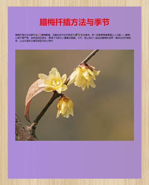 腊梅枝条能插活吗？腊梅枝条能插活吗冬天？-第8张图片-优品飞百科