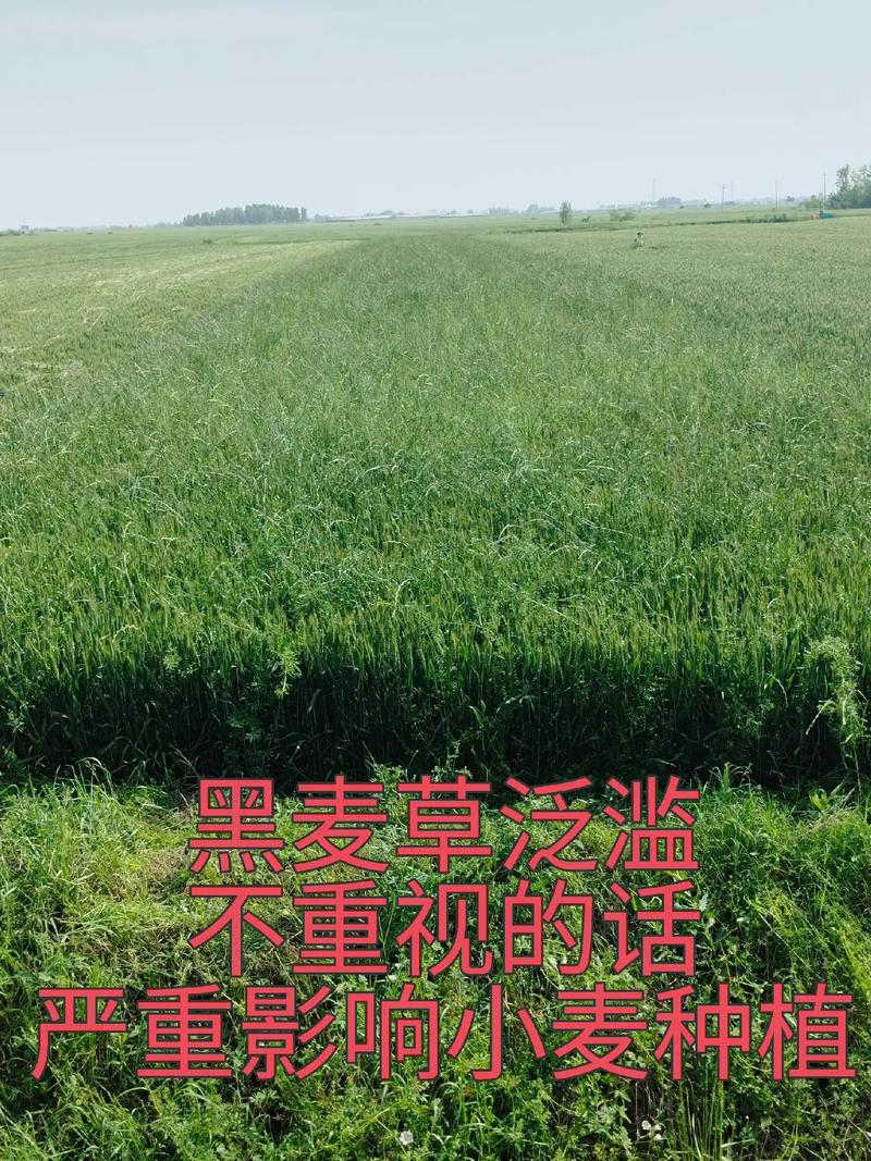 黑麦草种植方法，黑麦草种植方法视频？