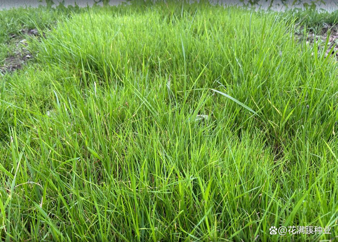 黑麦草种植方法,黑麦草种植方法视频?-第2张图片-优品飞百科 黑麦草种植方法,黑麦草种植方法视频?-第2张图片-优品飞百科