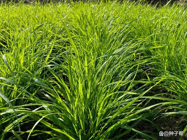 黑麦草种植方法,黑麦草种植方法视频?-第3张图片-优品飞百科 黑麦草种植方法,黑麦草种植方法视频?-第3张图片-优品飞百科