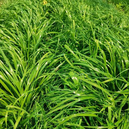 黑麦草种植方法,黑麦草种植方法视频?-第4张图片-优品飞百科 黑麦草种植方法,黑麦草种植方法视频?-第4张图片-优品飞百科