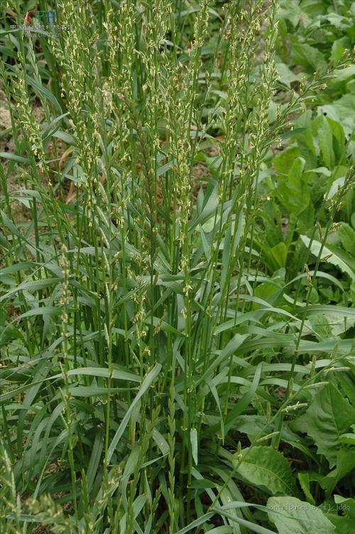 黑麦草种植方法,黑麦草种植方法视频?-第5张图片-优品飞百科 黑麦草种植方法,黑麦草种植方法视频?-第5张图片-优品飞百科