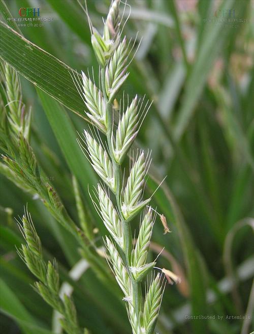 黑麦草种植方法,黑麦草种植方法视频?-第6张图片-优品飞百科 黑麦草种植方法,黑麦草种植方法视频?-第6张图片-优品飞百科