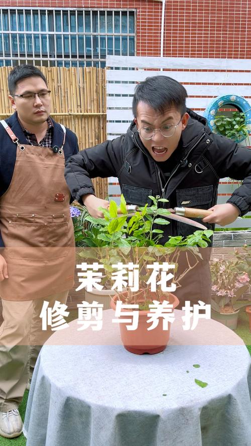 茉莉冬天怎么修剪？茉莉冬天怎么修剪视频教程？