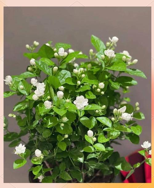 茉莉冬天怎么修剪？茉莉冬天怎么修剪视频教程？-第2张图片-优品飞百科