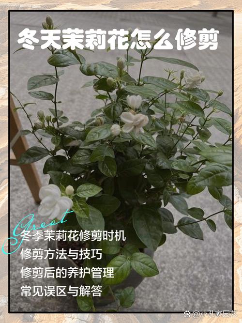 茉莉冬天怎么修剪？茉莉冬天怎么修剪视频教程？-第4张图片-优品飞百科