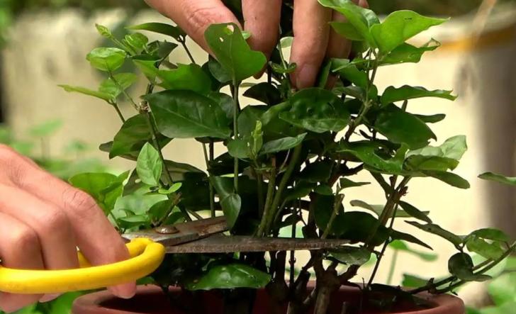 茉莉冬天怎么修剪？茉莉冬天怎么修剪视频教程？-第5张图片-优品飞百科