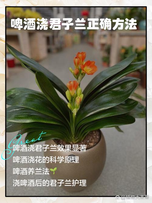 君子兰浇啤酒的好处，君子兰比较好的肥料？