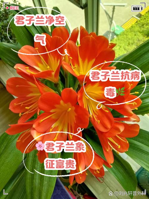 君子兰浇啤酒的好处，君子兰比较好的肥料？-第2张图片-优品飞百科