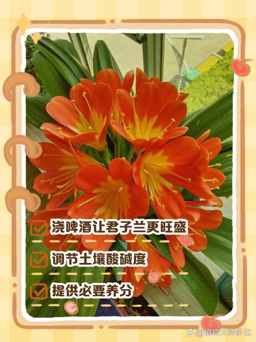 君子兰浇啤酒的好处，君子兰比较好的肥料？-第3张图片-优品飞百科