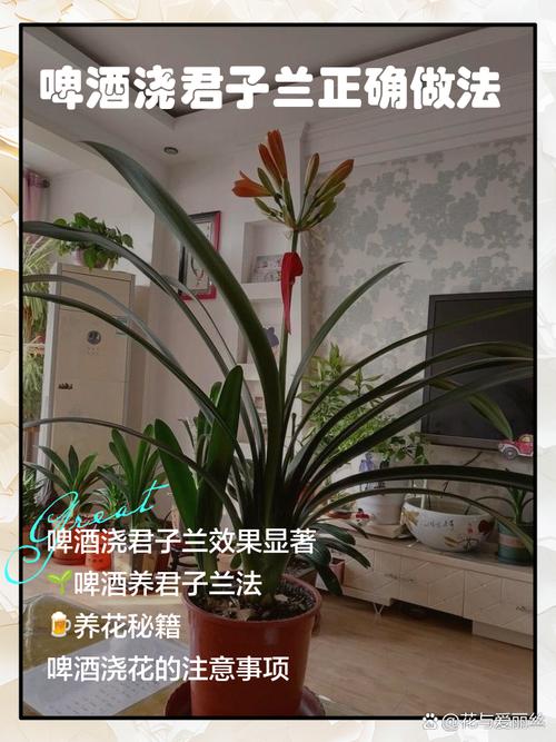 君子兰浇啤酒的好处，君子兰比较好的肥料？-第4张图片-优品飞百科
