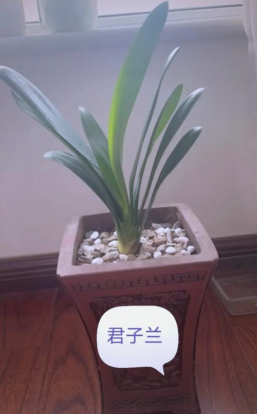 君子兰浇啤酒的好处，君子兰比较好的肥料？-第5张图片-优品飞百科