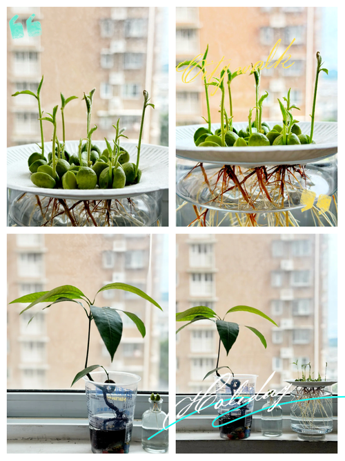 枇杷种子怎么发芽，枇杷种子发芽的图片-第2张图片-优品飞百科