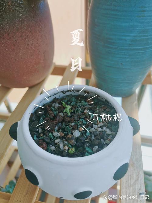 枇杷种子怎么发芽，枇杷种子发芽的图片-第3张图片-优品飞百科