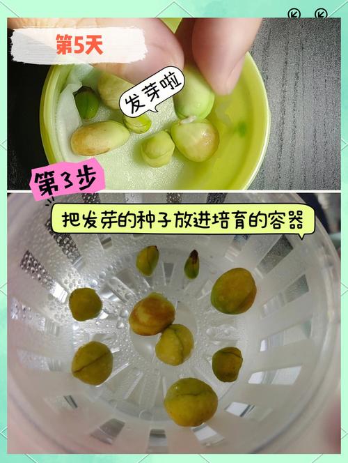 枇杷种子怎么发芽，枇杷种子发芽的图片-第4张图片-优品飞百科