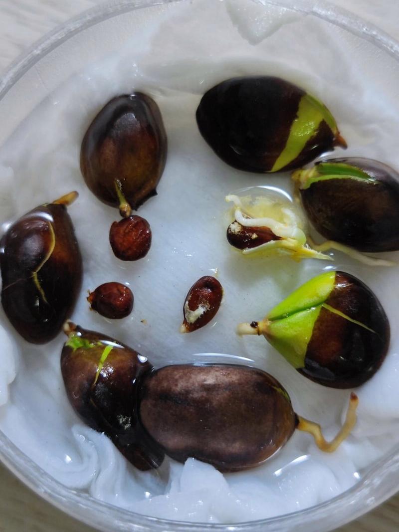 枇杷种子怎么发芽，枇杷种子发芽的图片-第5张图片-优品飞百科