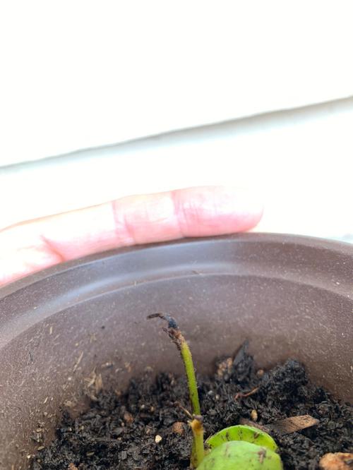 枇杷种子怎么发芽，枇杷种子发芽的图片-第6张图片-优品飞百科