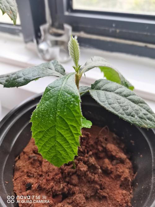 枇杷种子怎么发芽，枇杷种子发芽的图片-第7张图片-优品飞百科