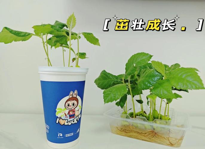 枇杷种子怎么发芽，枇杷种子发芽的图片-第8张图片-优品飞百科