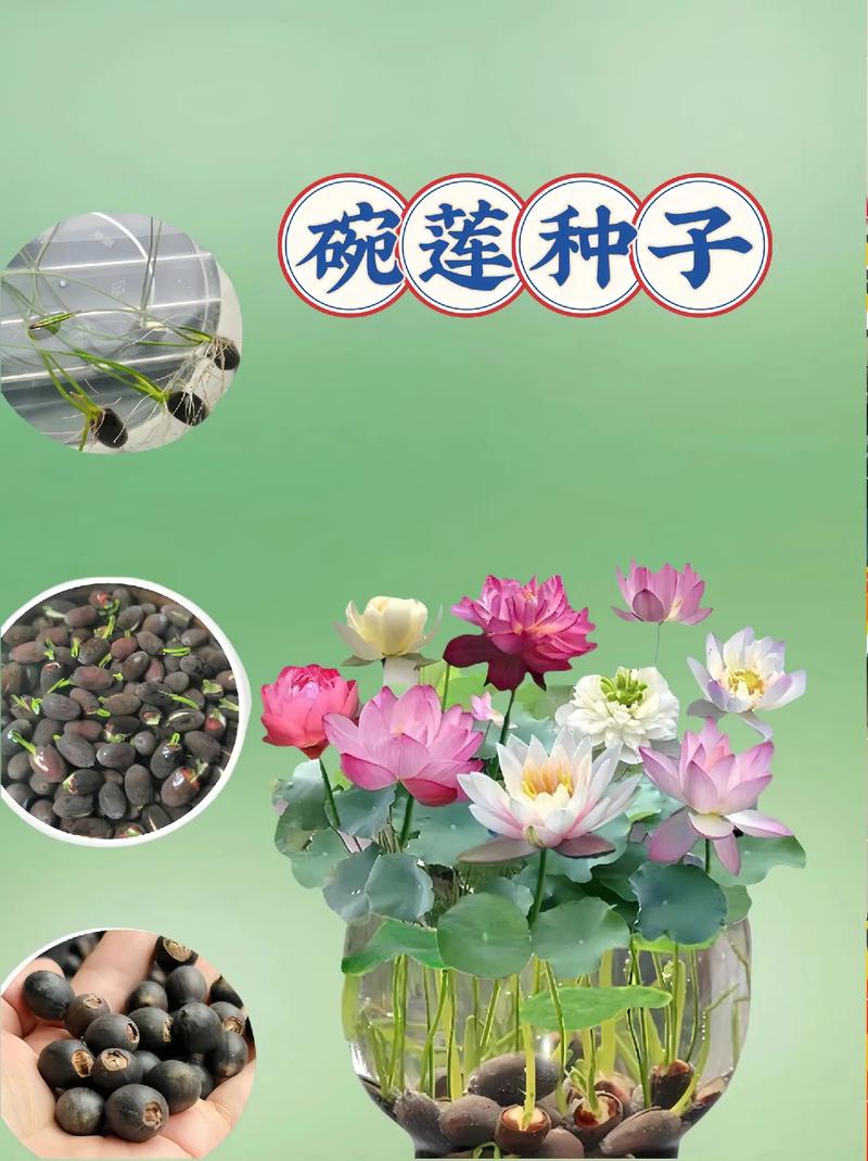 荷花种植方法？碗莲荷花种植方法？-第2张图片-优品飞百科