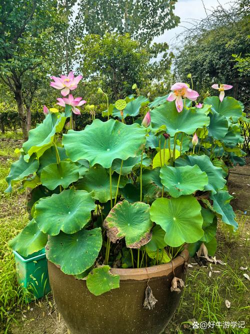 荷花种植方法？碗莲荷花种植方法？-第3张图片-优品飞百科