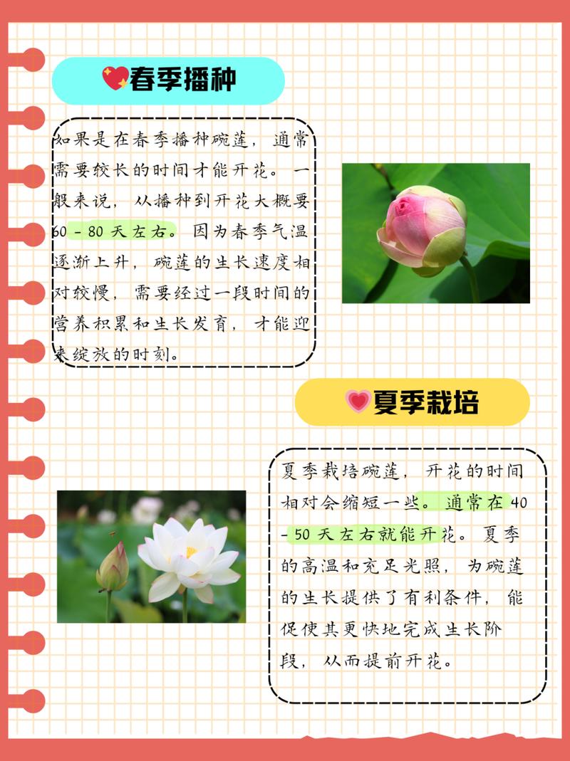 荷花种植方法？碗莲荷花种植方法？-第4张图片-优品飞百科