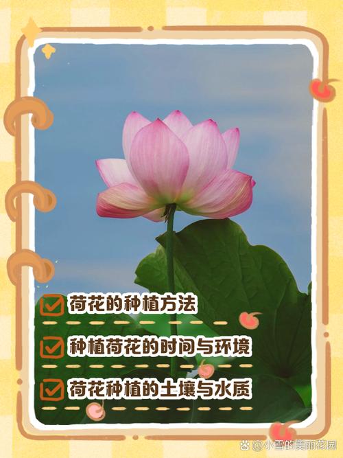 荷花种植方法？碗莲荷花种植方法？-第5张图片-优品飞百科