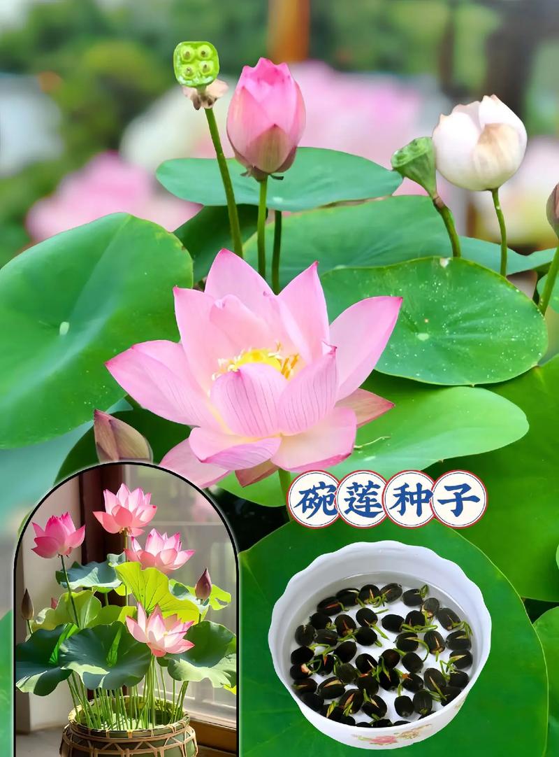 荷花种植方法？碗莲荷花种植方法？-第6张图片-优品飞百科