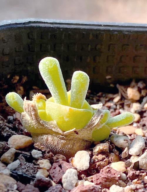 “小兔子”碧光环多肉怎么养，多肉碧光环如何保持耳朵？