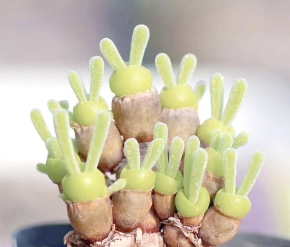 “小兔子”碧光环多肉怎么养,多肉碧光环如何保持耳朵?-第2张图片-优品飞百科 “小兔子”碧光环多肉怎么养,多肉碧光环如何保持耳朵?-第2张图片-优品飞百科