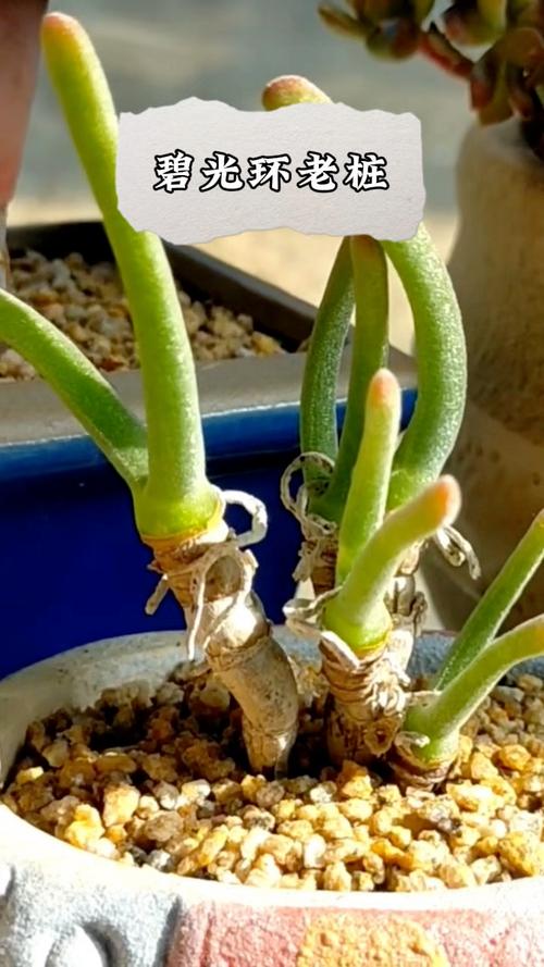 “小兔子”碧光环多肉怎么养,多肉碧光环如何保持耳朵?-第3张图片-优品飞百科 “小兔子”碧光环多肉怎么养,多肉碧光环如何保持耳朵?-第3张图片-优品飞百科