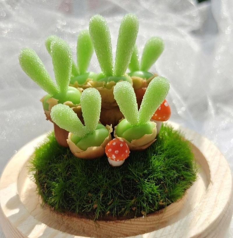 “小兔子”碧光环多肉怎么养,多肉碧光环如何保持耳朵?-第4张图片-优品飞百科 “小兔子”碧光环多肉怎么养,多肉碧光环如何保持耳朵?-第4张图片-优品飞百科