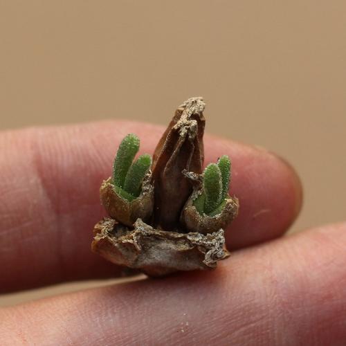 “小兔子”碧光环多肉怎么养,多肉碧光环如何保持耳朵?-第5张图片-优品飞百科 “小兔子”碧光环多肉怎么养,多肉碧光环如何保持耳朵?-第5张图片-优品飞百科