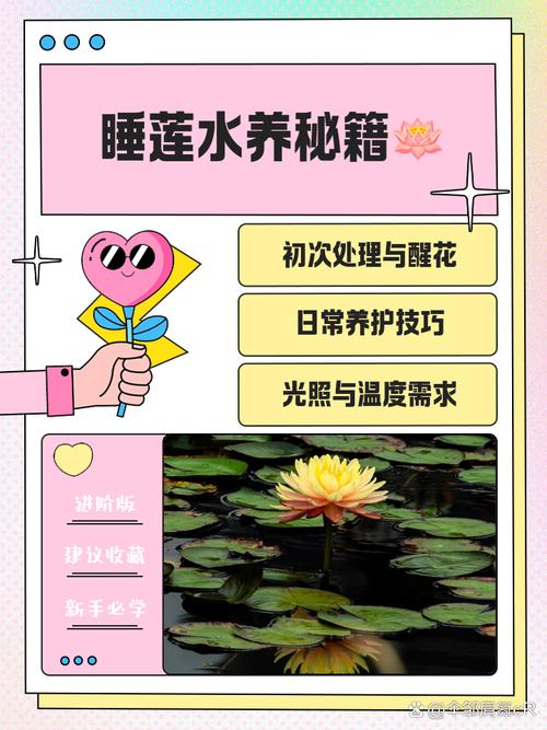 睡莲根可以全水养吗？睡莲根快要全部没在水中吗？